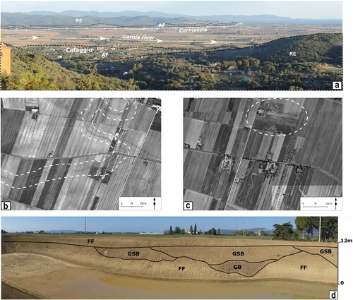 Figure 5. Geomorphological features. 5a) West-view of the Cornia coastal plain. The Landscape elements, such as fluvial ridges (FR) and crevasse splays (CS) are not represented due to their very limited relief; 5b) B/W 1978 aerial photo of the ‘Franciana Ridge’, the dashed white lines highlight one of the darker sinuous palaeochannel, typically observable on top of the fluvial ridges (FR); 5c) B/W 1978 aerial photo of the ‘Vignarca Crevasse Splay’, the dashed white circle highlights one of the dense network of divergent palaeochannels typically observed on top of crevasse splays (CS); 5d) The artificial cut, close to ‘Panconcello’, excavated for irrigation water basin within the Corniaccia Floodplain (CF). The outcrop shows the presence of deep channels filled with Gravelly Bedforms (GB) and Sandy-Gravelly Bedforms (GSB) cut into and buried by Overbank Fines (FF) silts and clays.