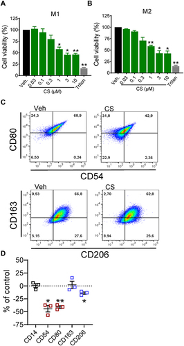 Figure 1 Impact of celastrol (CS) on cell viability and polarization of human MDM. (A and B) Effects of CS on cell viability. M0GM-CSF (A) and M0M-CSF (B) were pre-treated with CS at the indicated concentrations, 0.1% DMSO as vehicle, or 1% Triton X-100 as positive control, for 15 minutes before adding the polarizing agents (LPS/IFNγ for M1-, IL-4 for M2-MDM). After 48 hours, cell viability was assessed by MTT assay. Values are means±SEM, n=3, expressed as a percentage of vehicle control (=100%); * p<0.05, ** p<0.01 vs control group, one-way ANOVA for multiple comparisons with Dunnett’s correction. (C and D) Effects of CS on the expression of macrophage phenotype surface markers. M0M-CSF were treated with 0.2 µM CS or 0.1% DMSO (as vehicle) for 48 hours. (C) Expression of surface markers CD54 and CD80 (M1-like) as well as CD163 and CD206 (M2-like) among living CD14+ cells was analyzed by flow cytometry; shown are representative pseudocolor dot plots of the M1-like and M2-like surface markers. (D) Mean fluorescence intensity (MFI) of each marker in (C) was determined. The change of the MFI from CS-treated MDM against the MFI of vehicle-treated cells was calculated and is given in % of control in scatter dot plots as single values and means±SEM, n=3. * p<0.05, ** p<0.01 CS vs control group, ratio paired t-test.