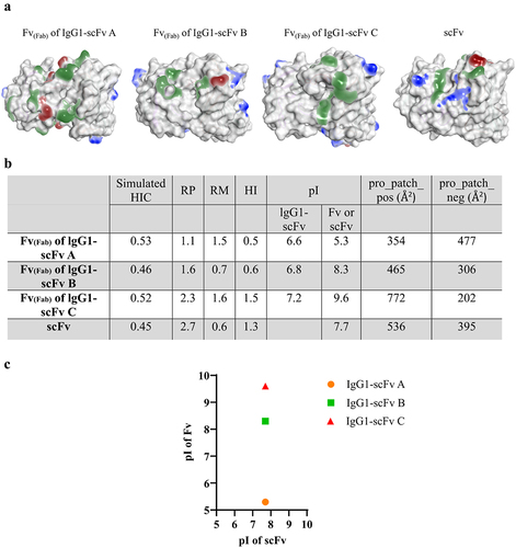 Figure 4. In silico descriptors of the Fv(Fab) and scFv of IgG1-scFv molecules. (a). Illustration of surface properties of the three molecules. The green highlights hydrophobic patches, blue highlights positively charged patches and red shows negatively charged patches. (b). Hydrophobic and charged descriptors that describe the surfaces. Note the pI of the full-length IgG1-scFv molecules were calculated based on their primary sequences, whereby the pI of Fv(Fab) and scFv were obtained based on their homology model structure. (c). Correlation of pI of fv of fab and scFv of the three IgG1-scFv BsAbs colored according to clearance in cynomolgus monkeys (slow <8 ml/d/kg in green, moderate > 9 and <15 ml/d/kg in orange, fast <15 ml/d/kg in red). RP = ratio of charged to hydrophobic surface patches, RM = ratio of dipole moment to hydrophobic moment, HI = hydrophobic imbalance, pI = isoelectric point, pro_patch_pos = positively charged patche(s), pro_patch_neg = negatively charged patche(s).