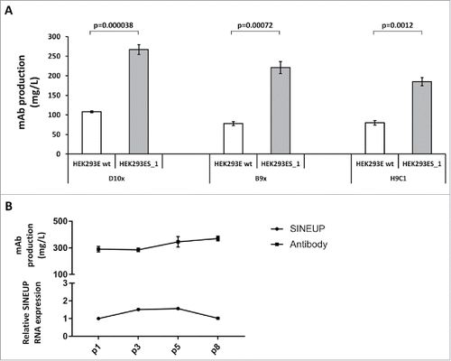 Figure 2. SINEUP-40+32 lncRNA transcripts boost mAb production for a variety of IgG4s and enable stable mAb production yields. A. The chart reports the values of average productions for anti-CLDN1 IgG4 antibodies D10x, B9x and H9C1 in wild-type HEK293E cells, and in the HEK293ES_1, stably expressing the SINEUP-40+32 lncRNA transcript. B. The chart shows the relative levels of the SINEUP-40+32 transcripts (bottom) and the absolute yields of B9x antibody (top) after the indicated, consecutive passages of the HEK293ES_1 cells, stably expressing the lncRNA.