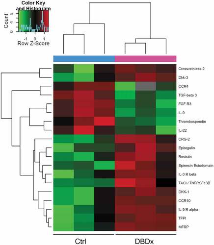 Figure 7. Heat map depicting 19 protein expression values in all mice. Samples are arranged in columns, proteins in rows. Red, green and black shades represent, respectively, increased, reduced and medium expression in DBDx242 treated samples as compared to control samples.