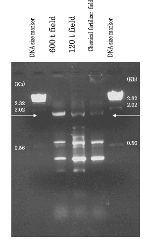 Figure 5  Amplified serratial metalloprotease gene (1.68 Kb indicated by arrows) using soil DNA directly extracted from the soil in the 600 t field, the 120 t field and the upland field supplied with chemical fertilizer.