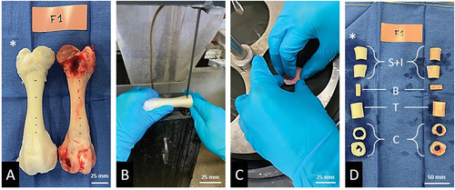 Figure 1. Cutting steps. A: Decellularized and control pair. Dots on bones show section planes. Decellularized samples are shown with an asterisk. B: Band saw cutting. C: Polishing phase. D: Final samples for each test, S + I = Screw pull-out + Indent; B = 3-points bending; T= torsion; C= Compression.