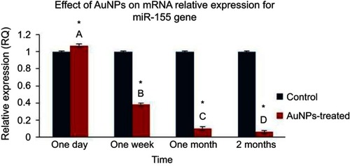 Figure 3 The effect of AuNPs exposure on mRNA relative expression level of miR-155 gene: qRT-PCR results in lung tissue of rats at one day, one week, one month and two months post-injection of AuNPs. Data were expressed as means ± SEM (n=4) of triplicate experiments. Groups having different letters are significantly different from each other at p<0.05. Groups having (*) are significantly different compared with their control groups at p<0.05.