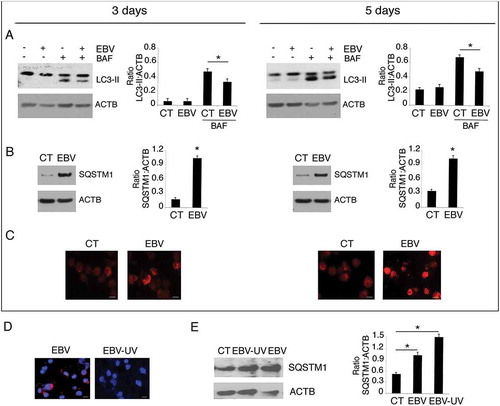 Figure 3. Autophagy reduction by EBV interferes with monocyte differentiation. Monocytes infected with EBV were cultured for 3 and 5 days with CSF2 and IL4 and analysed by western blot (a) for LC3-II expression in the presence or absence of bafylomicin A1 (BAF) (added for the last 2 h at 20 nM) and (b) for SQSTM1 expression by western blot and (c) by IFA in EBV- and mock-infected control cells. SQSTM1 staining is shown in red; bars: 10 µm; ACTB was used as loading control. One representative experiment out of 3 is shown. The histograms represent the mean plus S.D. of the densitometric analysis of the ratio of LC3-II:ACTB, SQSTM1:ACTB, of 3 different experiments. * P value < 0.05. (d) IFA for EBV gp350/220 late lytic antigen in EBV and EBV-UV-infected cells. DAPI staining is shown in blue and gp350/220 late lytic antigen in red, Bars: 10 mm; and (e) SQSTM1 expression by western blot in EBV- and EBV-UV-infected cells. ACTB was used as loading control. The histograms represent the mean plus S.D. of the densitometric analysis of the ratio of SQSTM1:ACTB, of 3 different experiments. * P value < 0.05.