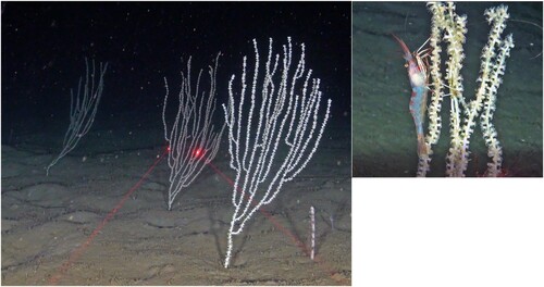 Figure 7. The bamboo coral Isidella lofotensis was documented in densities of several colonies per m2 on video from the ROV station SK2. As do many other gorgonians (laser scale (red dots) is 5 cm), Isidella provides a habitat that allows for other organisms, here a pandalid shrimp, to hide amongst the branches away from predators (photo from ROV station SK6).
