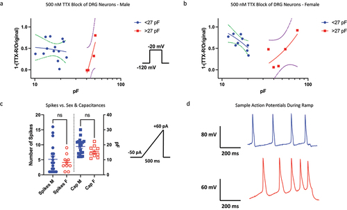 Figure 5. Pharmacological block by 500 nM TTX; excitability using current-clamp. a-b) the fraction of Nav current inhibited by TTX vs. capacitance. In cells with capacitances from ~20–40 pF for both sexes, there is a stronger presence of TTX-R (likely Nav1.8/9). The data were fitted with a simple linear regression equation to display the trend of TTX-sensitivity of cells as a function of capacitance. The dotted lines display the 95% confidence intervals. c-d) number of AP spikes that were elicited using a standardized ramp current-clamp protocol. Sample traces for males and females.