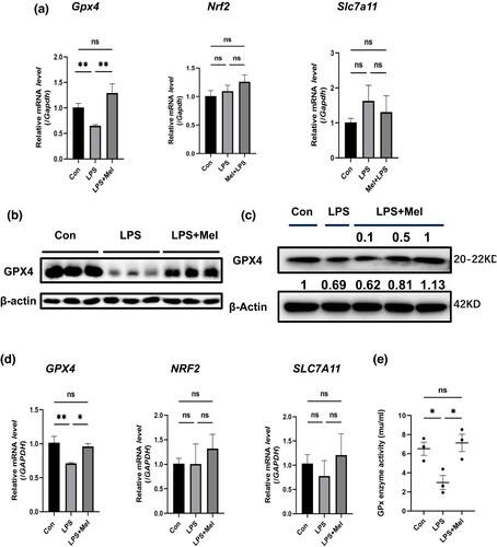 Figure 3. Melittin promotes Gpx4 expression to Attenuate Ferroptosis in sepsis-AKI. (a) Expression levels of Gpx4, Nrf2 and Slc7a11 in animal model determined by RT-qPCR. In expression levels of Gpx4:WT group:n = 3, LPS and LPS + Mel group:n = 5, the expression levels of Nrf2 and Slc7a11:n = 3 per each group. (b, c) Expression of GPX4 in animal and HK-2 cells by western blotting. The values reported for the LPS group and LPS + Mel group were ratios of gray values in comparison to the control group. (d) Expression levels of GPX4, NRF2 and SLC7A11 in HK-2 Cells examined by RT-qPCR. Expression levels of GPX4:n = 5 per each group, expression levels of NRF2 and SLC7A11:n = 3 per each group. (e) Gpx Enzyme activity (n = 3). *P < 0.05, **P < 0.01; ns, no significant difference between control and LPS group.