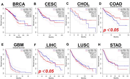 Figure 2 The OS analysis of RRM1 in a variety of human cancers evaluated by GEPIA database. (A–H) The OS curves of RRM1 in BRCA (A), CESC (B), CHOL (C), COAD (D), GBM (E), LIHC (F), LUSC (G), and STAD (H).