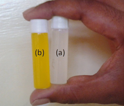 Figure 2. (a) Aqueous dispersions of NGs and (b) curcumin-loaded NGs.