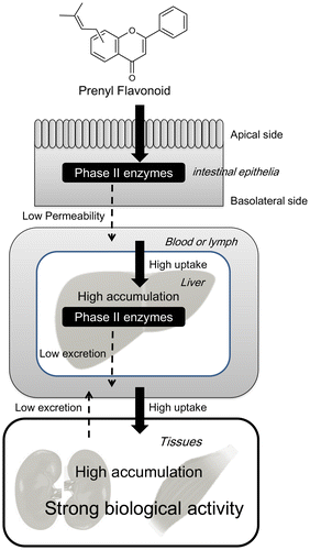 Figure 4. Prenylation enhances the biological activity of dietary flavonoids by increasing their bioaccumulation.