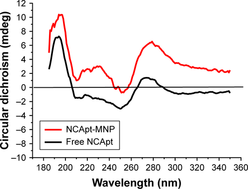 Figure S1 Circular dichroism spectra of free and MNP-encapsulated HER2-NCApt.Notes: The concentration of NCApt is 1 μM. Both free and MNP-encapsulated NCApt exhibited positive peaks at 190 and 280 nm and negative peaks at 210 and 250 nm. The stronger peak signals associated with MNP-encapsulated NCApt suggest that NCApt was successfully encapsulated and condensed, while remaining conformationally unchanged.Abbreviations: MNP, micelle-like nanoparticles; NCApt, negative control aptamer.