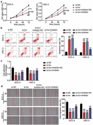 Figure 4. miR-199a-3p inhibitor partly relieved the effect of silenced TTN-AS1 on OSCC cells (a) miR-199a-3p inhibitor partly relieved the effect of silenced TTN-AS1 on cell proliferation. (b) miR-199a-3p inhibitor partly relieved the effect of silenced TTN-AS1 on cell apoptosis. (c) miR-199a-3p inhibitor partly relieved the effect of silenced TTN-AS1 on cell adhesion. (d) miR-199a-3p inhibitor partly relieved the effect of silenced TTN-AS1 on cell migration. si-lnc, si-TTN-AS1. inhibitor, miR-199a-3p inhibitor. NC, negative control. **P < 0.001 vs. si-NC. ##P < 0.001 vs. si-lnc+inhibitor