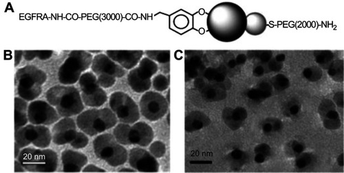 Figure 12 (A) Schematic illustration of surface functionalization of the Au–Fe3O4 NPs. (B and C) TEM images of the 8–20 nm Au–Fe3O4 particles before (B) and after (C) surface modification. Reprinted with permission from Xu C, Xie J, Ho D, et al. Au–Fe3O4 dumbbell nanoparticles as dual-functional probes. Angew Chem Int Ed. 2008;47(1):173–176.Citation65 Copyright © 2008 John Wiley and Sons.