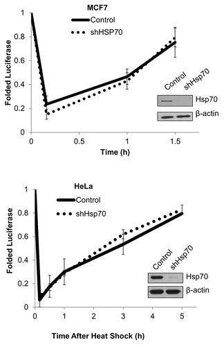 Figure 4. Cancer cell chaperone capacity is not perturbed by Hsp70 depletion. Hsp70 knockdown does not affect luciferase refolding. Cells were heat shocked at 45 °C for 10 min, and luciferase activity was measured over time (left panel, MCF7; right panel, HeLa). Plot shows mean and ± SEM (n = 3).