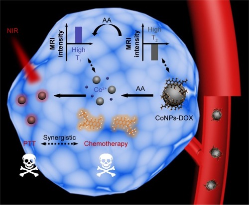 Scheme 1 Proposed application of artificially controlled degradable cobalt oxide nanoparticles for T2 to T1 contrast switch MRI-guided photothermal-chemo synergistic cancer therapy.Abbreviations: CoNPs-DOX, Co3O4 nanoparticles-doxorubicin; NIR, near infrared; PTT, photothermal therapy; AA, ascorbic acid.