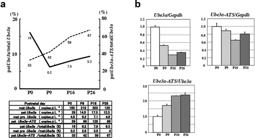 Figure 4. Developmental changes in Ube3a-ATS and Ube3a in the cerebrum. (a) Line chart of the proportion of pat Ube3a in total Ube3a (solid line) and the proportion of pat Ube3a-ATS in total Ube3a (dotted line). Line chart is based on ddPCR of allele-specific detection of Ube3a and Ube3a-ATS in random primed cDNA (lower panel) (Supplementary Figure S4). (b) Total expression of Ube3a and Ube3a-ATS determined by qPCR. Expression levels of Ube3a and Ube3a-ATS were evaluated with primers 05 F and RV1 and primers 05 F and IntR, respectively. Experiments were normalized to Gapdh (Ube3a/Gapdh and Ube3a-ATS/Gapdh) or Ube3a controls (Ube3a-ATS/Ube3a)