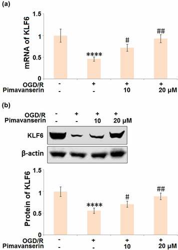 Figure 7. Pimavanserin prevented OGD/R- induced reduction of KLF6 in brain bEND.3 endothelial cells. Cells were treated with 1, 2 μM Pimavanserin for 6 h, followed by exposure to oxygen-glucose deprivation (6 h)/reperfusion (24 h) (OGD/R). (a). mRNA of KLF6; (b). Protein of KLF6 (****, P < 0.0001 vs. vehicle group; #, ##, P < 0.05, 0.01 vs. OGD/R group)