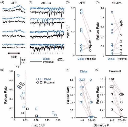 Figure 12. Transmission efficacy in distal and proximal boutons assessed at high frequency stimulation and correlated with simultaneous GCaMP signals. Two-second trains of 80 stimuli were delivered at 40 Hz in 0.1 mM Ca2+ saline. (A) GCaMP ΔF/F signals from four representative pairs of distal and proximal boutons. The first five and last five stimulus pulses are indicated using darker stimulus bar. (B) The initial 20 efEJPs to indicate the failure events, from the bouton pairs shown in (A). (C) ΔF/F amplitudes of the distal and proximal bouton pairs, N = 9. (D) Failure rates of synaptic transmission for the same paired distal–proximal boutons, measured from the 2-s, 40 Hz trains of efEJPs. The square symbols indicate the boutons with clearly detectable GCaMP signals (C). The circles indicate the boutons displaying no clear GCaMP signals (e.g. the bottom two traces in panel A). Low ΔF/F signals (circles, C) correspond to higher transmission failure rates (circles, D). This color and shape scheme of data symbols is shared with the other panels. (E) Failure rate vs. max ΔF/F for boutons recorded in panels C and D. Cut-off level 0.05 indicated by the broken line. Note the drastic drop of failure rates above 0.05. (F, G) Failure rates of the efEJPs at the beginning, and the end of the 2-s, 40 Hz trains, measured from the first 5 (1–5) and the last 5 (76–80) stimuli, recorded from distal (F) and proximal (G) boutons. Each pair represents data measured from the efEJP traces of one bouton.