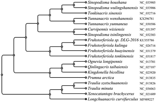 Figure 1. Phylogenetic analysis using the 13 mitochondrial protein-coding genes of Longchuanacris curvifurculus. Mitochondrial genomes with the genbank accession ID of NC_033905, NC_033906, NC_032716, KX296781, NC_030586, NC_031397, NC_032303, KU355786, NC_026716, NC_031379, NC_031817, NC_013701, NC_027187, NC_023920, NC_013835, NC_013826, NC_036063, NC_021609, along with our data MF989227, were used to build the phylogenetic tree.