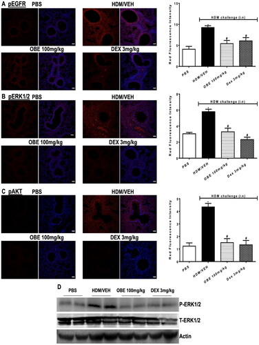 Figure 10. Effect of preventive treatment with OBE, at a single dose of 100 mg/kg; i.p., on the HDM-induced expression of phosphorylated (A) EGFR (B) ERK1/2 and (C) AKT. Lung sections were taken from the different treatment groups; PBS-challenged mice pre-treated with vehicle (PBS group), HDM-challenged mice pre-treated with vehicle (HDM group), HDM-challenged mice pre-treated with OBE (100 mg/kg; i.p) (OBE group) and HDM-challenged mice pre-treated with DEX (3 mg/kg; i.p.) (DEX group), thereafter these lung sections were immunostained for pEGFR, pERK1/2 and pAKT. The left-hand panel displays the expression of pEGFR, pERK1/2 and pAKT (red), whilst the right-hand panel displays the overlay with DAPI (blue); scale bar = 50 µm. Bar graphs presents the quantitative assessment of fluorescence intensity of pEGFR, pERK1/2 and pAKT (arbitrary units). Data are expressed as mean ± SEM (n = 4–5). *p < 0.05 vs. time-matched PBS-challenged mice, #p < 0.05 vs. HDM-challenged mice (Kruskal-Wallis test followed by Dunn’s multiple comparison test). Western blot analysis of (D) pERK1/2 and total ERK1/2 protein levels from lungs with different treatment groups. The blots are of two pooled lung sample (n = 6, total).