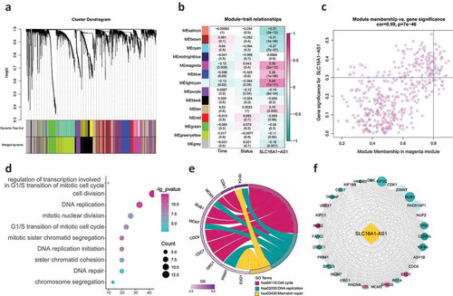 Figure 4. WGCNA identifying the key regulating module and biological functions SLC16A1-AS1 involved in.