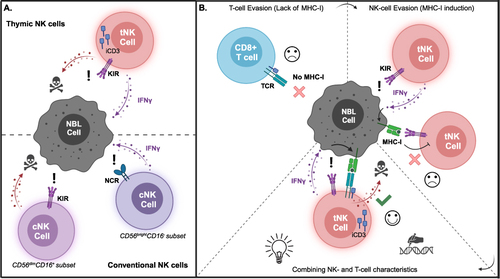 Figure 2 The Potential of tNK-cells in Anti-Cancer Immunotherapy. (A) tNK-cells combine the cytokine-releasing potential of immature, CD56brightCD16− conventional NK-cells with the cytotoxic potential of mature, CD56dimCD16+ conventional NK-cells, making them a unique cell source for NK-cell based therapies. (B) Evasion of MHC-I plasticity-mediated immune escape via TCR introduction in tNK-cells. T-cell cytotoxicity is evaded by low MHC-I expression, while tumor cells are subject to missing-self recognition by tNK-cells. Missing-self recognition results in IFN-γ secretion by NK-cells, triggering MHC-I expression on tumor cells, thereby evading missing-self mediated cytotoxicity by NK-cells. iCD3 expression in the tNK-cells provides a unique window to combine missing-self- and antigen-dependent cytotoxicity, thereby circumventing MHC-I plasticity-mediated immune escape. Figure created with BioRender.com.