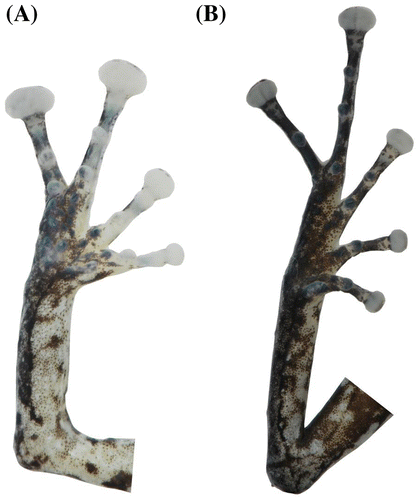 Figura 8. Pristimantis churuwiai sp. nov. (DHMECN 12242). (A) Vista palmar de la mano; (B) vista plantar del pie. Longitud del pie 14 mm.