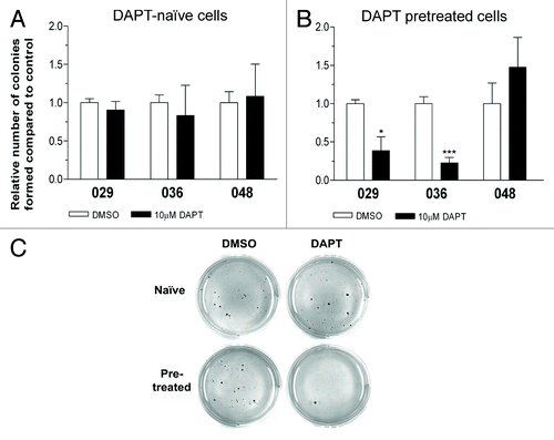 Figure 4. Notch inhibition hampers in vitro tumorigenic potential. Colony formation assay in soft-agar with the addition of 10 µM DAPT or DMSO performed on (A) DAPT-naïve cells or (B) DAPT-pretreated cells. Bars shows the relative mean of colonies formed after 14 d ± SEM. Stars represent the difference between the mean of control and treated. *P < 0.05, ***P < 0.001. (C) Representative photos of the colony formation assay.