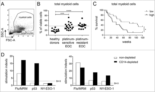 Figure 1. High levels of circulating myeloid cells are associated with reduced overall survival and suppression of anti-tumor immune responses in EOC. Baseline frequency of myeloid cells was determined in platinum-sensitive and –resistant Epithelial Ovarian Cancer (EOC) patients by flow cytometry. A) Representative dot plot of the forward and sideward scatter of PBMC of an EOC patient. Total myeloid cells were identified on the basis of their FSC-A and SSC-A properties. B) The frequency of total myeloid cells as percentage of total viable cells is depicted for healthy donors, platinum–sensitive and –resistant EOC at baseline. The dotted line marks the median myeloid cell frequency of the total EOC patient group. Differences between healthy donors and patients were analyzed by two-sided Kruskal–Wallis test with a post hoc Dunn's multiple comparison test. C) Kaplan-Meier plot showing the survival of a cohort of 36 EOC patients. Patients were divided into low or high groups according to the median myeloid cell frequency of the total EOC patient population.The solid line depicts patients with frequency of the population above the median (high) and the dotted line depicts patients with frequency below the median (low) of the total EOC group. Statistical significance of the survival distribution was analyzed by log-rank testing. Differences were considered significant when p  <  0.05, as indicated with an asterisk (*p <  0.05, **p < 0.01, ***p < 0.001 and ****p < 0.0001). D) To test the influence of high baseline myeloid cells on T cell reactivity towards recall and/or tumor antigens, the PBMC of two EOC patients with high levels (i.e. 38.6 and 41.0%) of circulating myeloid cells were selected and analyzed for recall antigen (Influenza virus and memory response mix (FLU/MRM)), p53 and NY-ESO-1 antigen reactivity. To this end, non-depleted (white bars) and CD14-depleted (black bars) PBMC were stimulated for 11 days with autologous monocytes pulsed with a mix of FLU synthetic long peptides (SLP) and MRM or a pool of p53 or NY-ESO-1 SLP, after which antigen reactivity was determined in a 4-day proliferation assay. The proliferation of T cells upon recognition of tumor or recall antigens is shown as stimulation index (SI). A positive response was defined as a SI of at least 3.