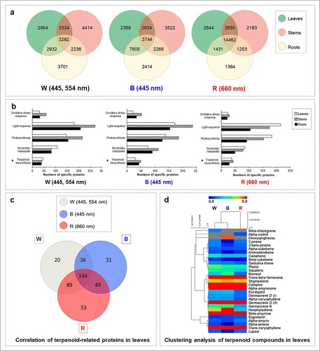 Figure 1. Proteomic and metabolomic responses of three-month-old A. annua treated with white (W), blue (B) and red (R) LED lamps. (a) Venn diagram showing the number of differentially expressed proteins in leaves, stems and roots. Plants were cultivated in an indoor plant factory under artificial light (PFAL) and illuminated with different spectra of LED lamps as W (445, 554 nm), B (445 nm) and R (660 nm) at light intensity of 200 ± 10 μmol m−2 s−1 photosynthetic photon flux density (PPF) with 16 h photoperiod and incubated under 25.0 ± 0.5°C and 65.0 ± 1.5% relative humidity. Samples were harvested from four biological replicates, each with nine experimental replications, 7 days after treatment and separated into leaves, stems and roots for GeLC-MS/MS analysis. Proteomic data with q-value greater than 0.95 were used for comparative analysis using a Venn diagram. (b) Classification of uniquely expressed proteins in different organs of A. annua under white (W), blue (B) and red (R) light conditions. Proteomic data were functionally classified by UniProt identifiers (https://www.uniprot.org) using biological processes and molecular functions. Asterisks indicate numbers of terpenoid proteins registered in the UniProt database. (c) Venn diagram showing the number of differentially expressed proteins detected in leaves of A. annua grown under white (W), blue (B) and red (R) LED spectra. (d) Hierarchical clustering analysis (HCA) showing the relation between light spectrum and detected volatile terpenoids using MultiExperiment Viewer (MeV) version 4.9.0. High contents of terpenoid compounds are shown in red, with dark blue indicating low content. Each row represents the individual metabolite detected under specific light treatment (shown in the column).