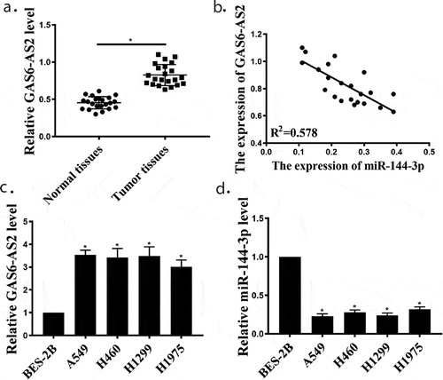 Figure 1. GAS6-AS2 was enhanced, and miR-144-3p was reduced in NSCLC tissues and cell lines. (a) qRT-PCR for GAS6-AS2 expression in NSCLC and adjacent normal tissues, n = 22. (b) The negative correlation between GAS6-AS2 and miR-144-3p in NSCLC tissues. (c and d) qRT-PCR for GAS6-AS2 and miR-144-3p expression in NSCLC cell lines (A549, H460, H1299 and H1975) compared with normal cells (BEAS-2B). *compared with adjacent normal tissues, p < 0.05; *compared with BEAS-2B, p <0.05. n = 3