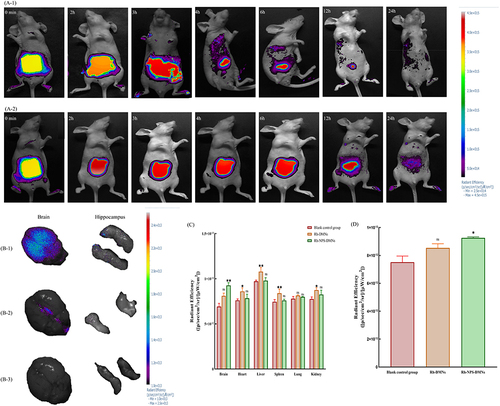 Figure 4 (A) Fluorescence signal intensity distribution at different time points; (B) Fluorescence signal intensity distribution of major organs; (C) Organ collection of fluorescent signals; (D) Hippocampus collection of fluorescent signals. (Bars indicate mean ± S.D.) (n = 3 independent experiments with three technical replicates) (nsP > 0.05; *P ≤ 0.05, **P < 0.01) (1: Rh-NPs-DMNs; 2: Rh-DMNs; 3: blank controls).