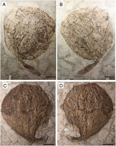 FIGURE 2. Arechia crassicaudata (Blainville, Citation1818) from the Monte Postale site of the Bolca Lagerstätte. A, B, MCSNV VII.B.82/83, part and counterpart; C, D, MGP-PD 8875C/76C, part and counterpart, named by Molin (Citation1861) as Taeniura knerii. Scale bars equal 100 mm.