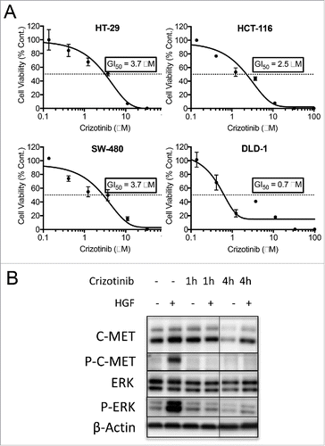Figure 4. Crizotinib inhibits c-MET activation and shows in-vitro efficacy in CRC cell lines. (A) HT-29 CRC cells were treated with hepatocyte growth factor (HGF). Activation of c-MET was then monitored by western blot analysis of phospho-c-MET and phospho-ERK. Treatment of the cells with crizotinib inhibited the phosphorylation of c-MET and ERK. (B) Crizotinib dose response curves of CRC cell lines measured by the CTG cell viability assay. GI50 values (μM) were calculated as 50% growth inhibition compared with untreated control.