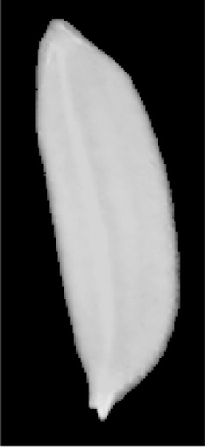 FIGURE 3 Image of a paddy kernel after background removal.