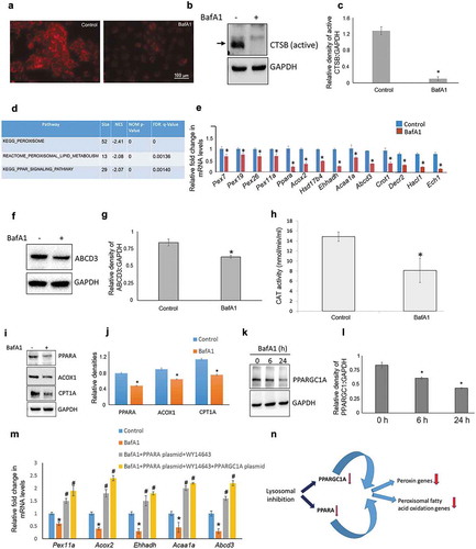 Figure 1. Lysosomal inhibition impairs peroxisomal gene expression. (a) Lysotracker staining of AML12 cells treated with ± BafA1(10 nM/24 h). (b and c) Representative immunoblot and densitometry showing cellular levels of active CTSB± BafA1 (10 nM/24 h). Values are means ±SD (n = 3), *P < 0.05. (d) Gene ontology-KEGG & Reactome Pathway analysis of the genes obtained from AML12 cells ± BafA1 (10 nM/24 h). (e) qRT-PCR validation of peroxisomal genes ± BafA1 (10 nM/24 h) in AML12 cells. Values are means ±SD (n = 3), *P < 0.05. (f and g) Representative immunoblot and densitometry analysis showing cellular levels of active ABCD3 levels ± BafA1 (10 nM/24 h). Values are means ±SD (n = 3), *P < 0.05. (h) Catalase (CAT) activity ± BafA1 (10 nM/24 h) in AML12 cells. Values are means ±SD (n = 5), *P < 0.05. (i and j) Representative immunoblot and densitometry showing cellular levels of PPARA, ACOX1 and CPT1A ±BafA1 (10 nM/24 h). Values are means ±SD (n = 3),*P < 0.05. (k and l) Representative Immunoblot and densitometry showing protein levels of PPARGC1A ±BafA1 (10 nM) for indicated time of treatment. Values are means ±SD (n = 3), *P < 0.05. (m) qRT-PCR results showing the effect of PPARA, PPARGC1A overexpression on peroxisomal gene transcription in the presence of BafA1. Briefly, cells were transfected with 500 ng of PPARA- and/or PPARGC1A-expressing plasmids using Lipofectamine 3000 and after 24 h of transfection BafA1 (10 nM) was added with or without WY14643 (15 µM, PPARA agonist) for the next 24 h before RNA isolation. Values are means ±SD (n = 3), *P < 0.05 between BafA1 vs Control, #P < 0.05 between PPARA/PPARGC1A overexpression vs. BafA1 group. (n) Model for lysosomal inhibition-induced peroxisomal defect. Based on our results we propose that pharmacological inhibition of lysosomes leads to reduced PPARGC1A and PPARA levels in cells. This reduction may explain the observed attenuation in the expression of peroxisomal genes.