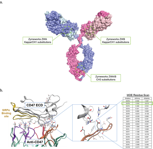 Figure 1a. CC-96673, a CD47×CD20 bispecific antibody with an optimally detuned CD47 arm, blocks recombinant SIRPα binding to cell surface CD47. (a) Design of CC-96673 CD47×CD20 zymeworks IgG1. (b) anti-CD47 structure guided detuning strategy.