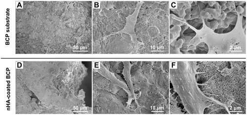 Figure 3 SEM micrographs of BMSC attachment onto the surface of BCP substrates (A–C) and nHA-coated BCP scaffolds (D–F) at day 3.
