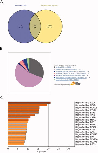 Figure 2. RELA is the target of resveratrol in premature senescence. (A) Swiss Target Prediction and Comparative Toxicogenomics Database were used to identify the potential targets of resveratrol; (B) the biological function of the selected target genes was analyzed by PANTHER and gene ontology; (C) Metascape and gene ontology were used to select genes with higher expression from the selected target genes with transcriptional activity.