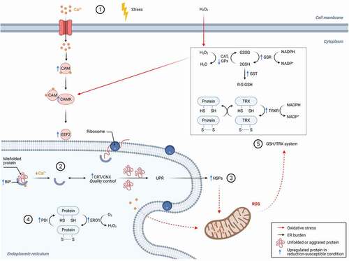 Figure 5. Oxidative stress response and protein reduction pathways in cells from the reduction-susceptible bioreactor condition. Blue arrows indicate proteins detected at greater (up arrow) or lower (down arrow) abundance in cells from the rolled condition compared to control. Some signaling pathway components (e.g., TRX) that we were unable to quantify are included in the figure to connect the detected proteins according to known pathways of oxidative stress signaling and ER stress response. The proteins were grouped into subsystems (numbers in circles) based on their pathway membership (Supplementary Table S2) and cellular compartment. The subsystems and their interactions are discussed Section ‘ER Stress and Oxidative Stress are potential Drivers for Increased Abundance of Reductases in the Reduction-Susceptible HCCF’. BiP: immunoglobin protein; CAM: calmodulin; CAMK: CAM-dependent protein kinase III; CAT: catalase; CNX: calnexin; CRT: calreticulin; EFF2: Elongation factor 2; ERO1: ER oxidoreductin 1; GPx: glutathione peroxidase; GSH: glutathione; GSSG: glutathione disulfide; GSR: Glutathione-disulfide reductase; GST: glutathione s-transferase; HSPs: heat-shock proteins; NADPH: nicotinamide adenine dinucleotide phosphate; PDI: protein disulfide isomerase; TRX: thioredoxin; TRXR: thioredoxin reductase; UPR: unfolded protein response