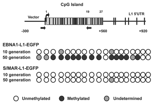 Figure 4 DNA methylation analysis. Schematic representation of CpG sites distribution within 5′UTR of the L1 promoter from +1 to +920 bp (relative to the transcription start site) in the adjacent 5′-vector region. Vertical lines above indicate the position and numbering of CpG dinucleotides; the box represents the CpG island in the L1 promoter (ending at +560 bp). Primers used for bisulfite sequencing are indicated by arrows. We analyzed the methylation status of 19 CpG sites (1–19) within the CpG island by bisulfite sequencing. The corresponding methylation of these CpG sites is illustrated below. Circles represent CpG sites and the methylation status for each construct is shown by row as displayed by BiQ-Analyzer. Solid black circles indicate the presence of DNA methylation while white circles indicate the absence of DNA methylation.