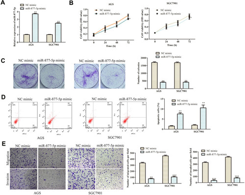 Figure 5 Overexpression of miR-877-5p inhibits GC progression. (A) RT-qPCR was used to detect the transfection efficiency of miR-877-5p mimic. (B) Cell viability was examined by CCK-8 assay. (C) The functional role of miR-1303 on colony formation was analyzed by colony formation assay (magnification, 40×). (D) Cell apoptosis was assessed by flow cytometry assay. (E) The effects of miR-877-5p on cell migration and invasion were measured by transwell assay (magnification, 200×). *P < 0.05, **P < 0.01, ***P < 0.001 vs NC mimic group.