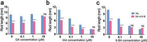 Figure 3. Effect of hormones on Arabidopsis root growth. Wild type (Col-0) was grown under continuous white light or white light with UV-B for 6 d. (a) The root length of Arabidopsis with the treatment of GA. (b) The root length of Arabidopsis with the treatment of IAA. (c) The root length of Arabidopsis with the treatment of 6-BA. Data are expressed as mean values ± standard errors from three replicates, and error bars represent standard errors. The symbol ‘*’ indicates statistical difference P < 0.05 and the symbol ‘****’ indicates statistical difference P < 0.0001 (paired t test, P < 0.05).