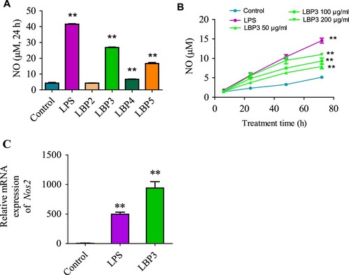 Figure 3. NO production and iNOS mRNA expression in RAW264.7 macrophages. Cells were treated with 100 μg mL−1 of LBP2, LBP3, LBP4 and LBP5 or 1 μg mL−1 of LPS for 24 h, or treated with 50, 100 and 200 μg mL−1 of LBP3 for 6, 24, 48 and 72 h. No production in the culture supernatant was determined with the Griess reagent. For iNOS mRNA expression analysis, cells were treated with 1 μg mL−1 of LPS or 100 μg mL−1 of LBP3 for 8 h. (A) Statistical analysis of NO levels in the culture supernatant of LBP fractions treated cells. (B) Statistical analysis of NO levels in the culture supernatant of LBP3 and LPS-treated cells for 6–72 h. (C) Statistical analysis of iNOS mRNA expression level in cells treated with 1 μg mL−1 of LPS or 100 μg mL−1 of LBP3. Data were shown as the means ± SD of three replicates (n = 3). **P < .01, compared to the control group.