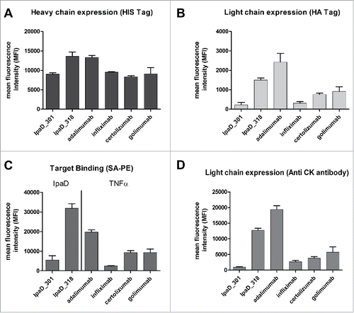 Figure 4. Antigen binding and expression levels of heavy and light chains of the 6 selected antibodies expressed as Fab on the surface of yeast cells. Cells were labeled with the appropriate expression reporter and the mean fluorescence intensity of positive cells was determined by FACS analysis. For antigen binding, cells were double-labeled with biotinylated antigen and Streptavidin–PE (target binding) before FACS analysis. (A) Heavy chain expression evaluated with anti-HIS antibody reporter. (B) Light chain expression evaluated with anti-HA antibody reporter (C) Biotinylated antigen binding evaluated with Streptavidin-PE (D) Light chain expression evaluated with anti-CK antibody reporter. Measurements were made in triplicate using cells from independent cultures.