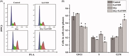 Figure 4. XAV939 enhances radiation-induced G2/M phase arrest in HeLa cells. (A) Cell cycle distribution in HeLa cells pre-treated with or without XAV939 before 2 Gy 12C6+ radiation at the time point of 24 h. Different treatment cells were stained with PI and detected for DNA content using flow cytometry. (B) Quantitative analysis of the percentage of the cell population in each phase after exposure to 2 Gy 12C6+ beam for 24 h. The figure shows the mean ± SEM calculated from three independent experiments. *p < .05 (vs. control group). #p < .05 (vs. radiation group).