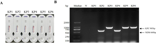 Figure 2 Determination of carbapenem resistance of the KP strains by measuring carbapenemase activity using NG-test CARBA 5 kit (A), and carbapenem resistance genes using PCR (B). C: positive control, K: KPC, O: OXA-48-like, V: VIM, I: IMP, N: NDM.