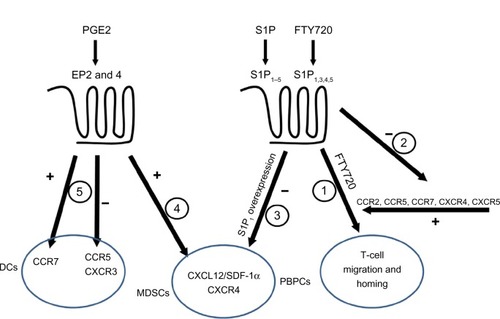 Figure 2 Interactions among chemokines and inflammatory lipids.