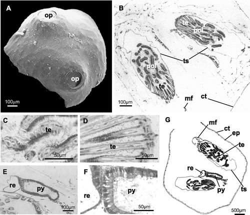 Figure 5 Fourteen‐day ancestrula. A, SEM photograph of a specimen with the two opercula completely formed (in contralateral position); B–F, histological sections. B, horizontal section showing the two completely formed polypides; C‐D, different sections of ciliated tentacles; E, section of the digestive tract (probably pylorus and rectum); F, particular of the walls of the presumed pylorus (simple columnar ciliated epithelium) and rectum (simple not ciliated epithelium); G, schematic drawing. ct, external cuticle; ep, epidermis; mf, muscle fibres; py, presumed pylorus; pol, polypide; op, operculum; re, presumed rectum; te, tentacles; ts, tentacle sheath.